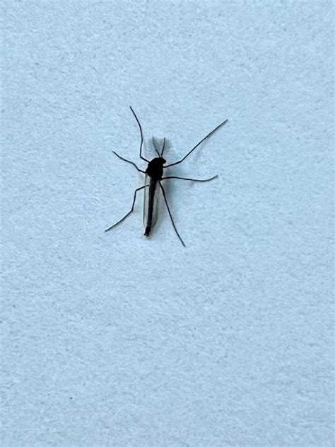 Midge swarms in the Lehigh Valley, explained | LehighValleyNews.com