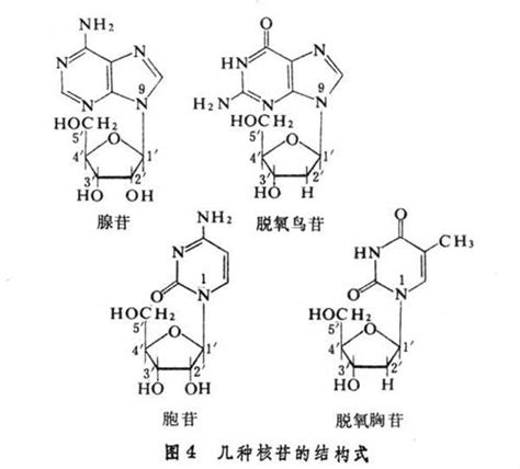 胞嘧啶核糖核苷酸胞嘧啶脱氧核糖核苷酸2022已更新今日图集