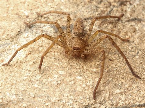 Brown Recluse Look Alikes