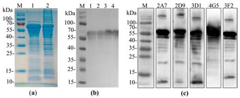 Characterization of Anti-p54 Monoclonal Antibodies and Their Potential ...