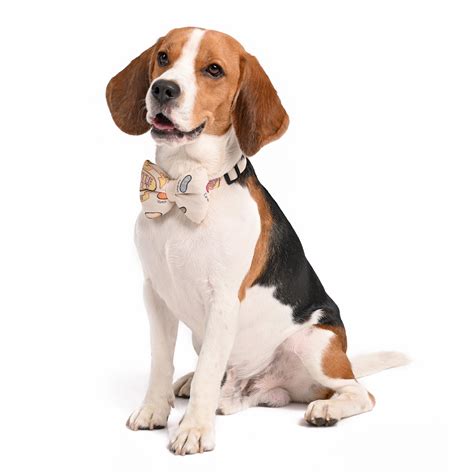Every Flavour Beans Dog Bow Tie – BellyRubsIndia