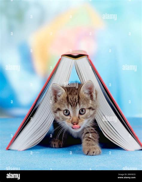 Book cat hi-res stock photography and images - Alamy