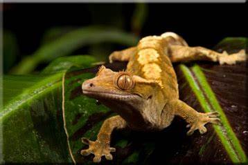 Leopard Gecko Facts | Anatomy, Diet, Habitat, Behavior - Animals Time