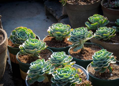 室内养什么花最好？最适合室内养的六种花-种植技术-中国花木网