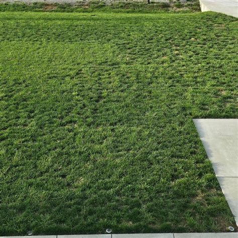 Pennington Fairway Supreme 5-lb Perennial Ryegrass Grass Seed ...