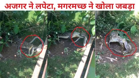 Image result for Crocodile vs Python Wild Battle