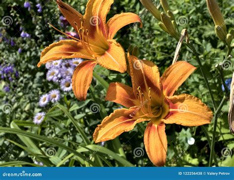 Orange tiger Lily flower stock photo. Image of beauty - 122256438