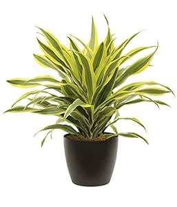 forevergreen Dracaena Reflexa Pleomele Live Plant)/Song of India Live ...