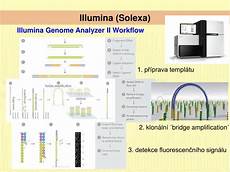 illumina solexa ppt metody molekul 225 rn 237 biologie v ekologii a systematice illumina solexa ppt metody molekul 225 rn 237 biologie v ekologii a systematice
