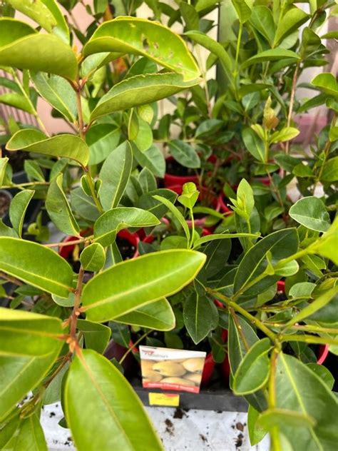 Image result for Lemon Guava Tree