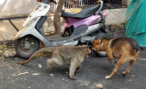 A Monkey In India Has Adopted A Puppy And They're Adorably Inseparable