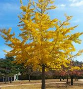 Image result for Gingko