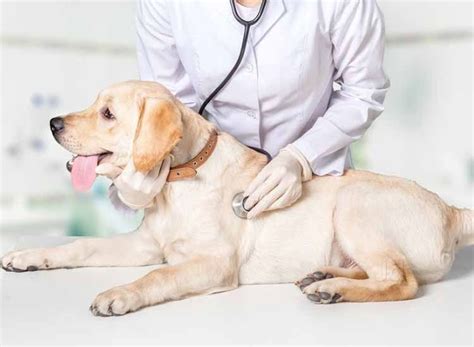 Veterinary Doctor course कर बने पशु चिकित्सक