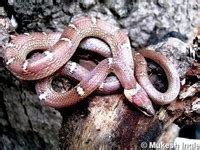 Madhya Pradesh State Biodiversity Board