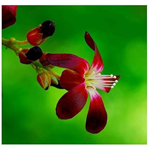 Jocadew Averrhoa Bilimbi - Rare Tropical Plant - 5 Seeds India | Ubuy