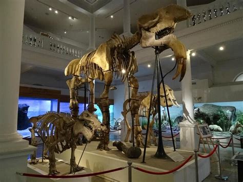 Best Grigore Antipa National Museum of Natural History Tours & Tickets ...