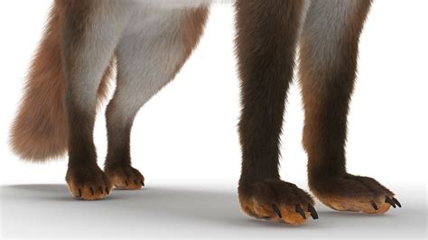 Wild Fox Idle Pose Fur 3D | 3D Molier International
