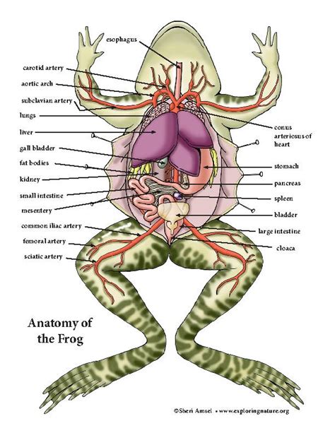 Frog Dissection Biology by Me 的图像结果