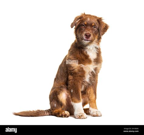Brown Australian Shepherd