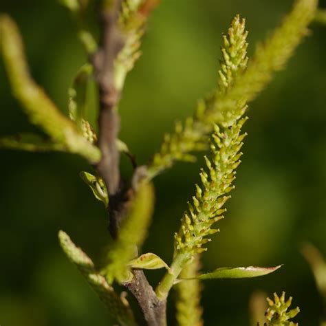 Indian Willow (Salix tetrasperma) Medicinal Live Plant – Bloomica