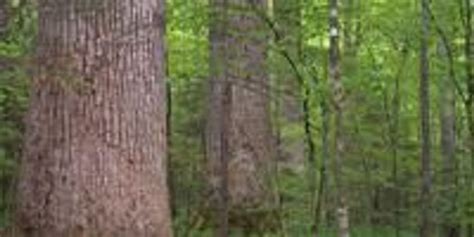 Image result for Trees Pulp