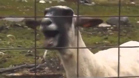 Taylor Swift - I Knew You Were Trouble feat.Goat | Goats funny, Funny ...