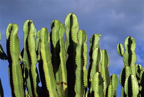 Candelabra Euphorbia Cactus Care