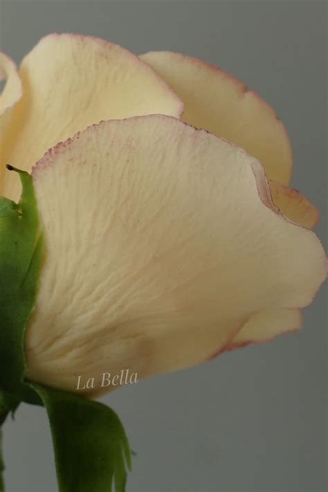 Gumpaste roses - Cake by LaBella - CakesDecor