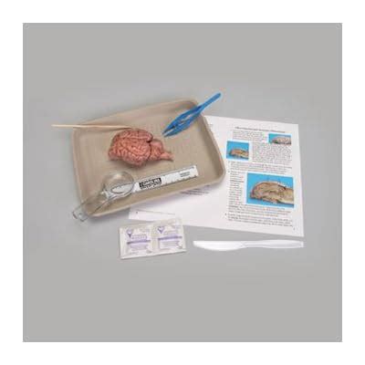 Carolina Buy Brain Dissection Kit for Young Scientists at Ubuy India