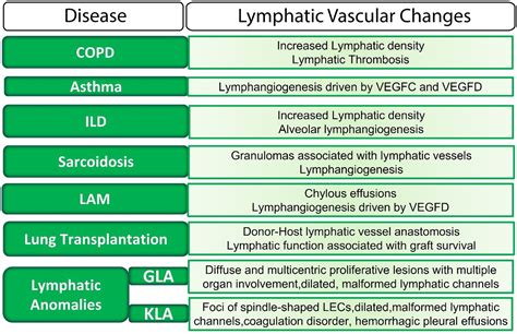 Frontiers | The lymphatic vasculature in lung function and respiratory disease