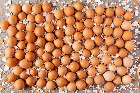 Image result for Egg Shell Shape