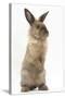 Image result for Double Maned Lionhead Rabbit