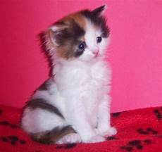 kitten for sale napoleonkitty napoleon kittens for sale kitten for sale napoleonkitty napoleon kittens for sale