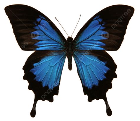 Papilio Ulysses Butterfly PNG, Vector, PSD, and Clipart With ...