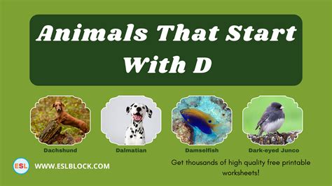 Animals That Start With D - English as a Second Language