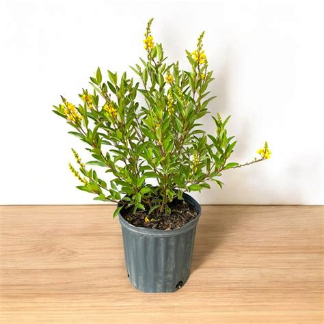 Buy Galphimia Gracilis Plant online at best price