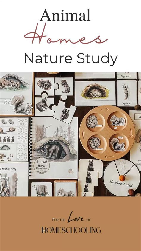 Insect nature study unit homeschooling study units – Artofit