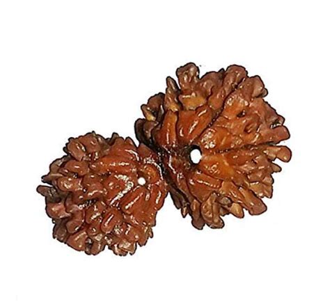 Gauri Shankar Rudraksha collector – RudraDivine
