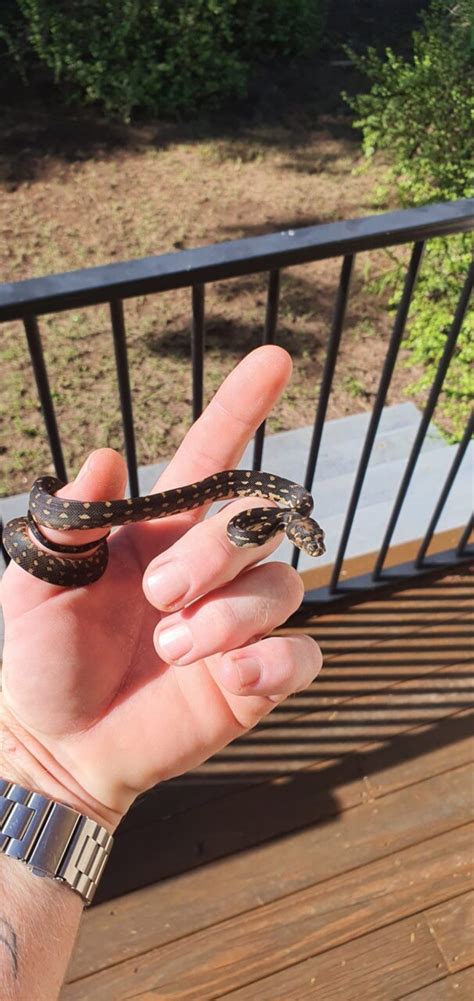 Image result for Diamond Python Reproduction