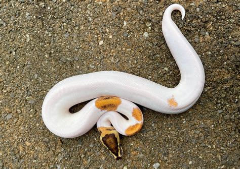 Image result for Pied Python