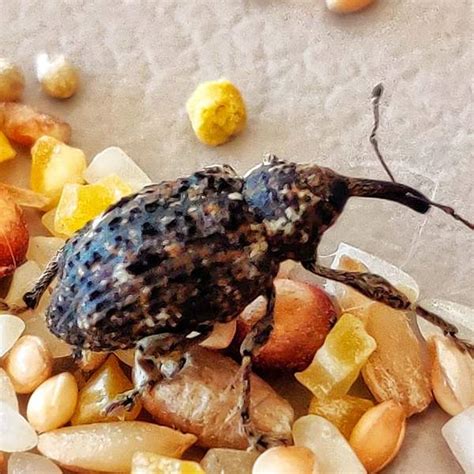 Cómo prevenir y eliminar la araña roja de las plantas: remedios y ...