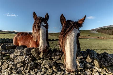 How long do horses live, and how much dung does an elephant produce ...