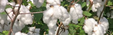 Vintex Crop Care