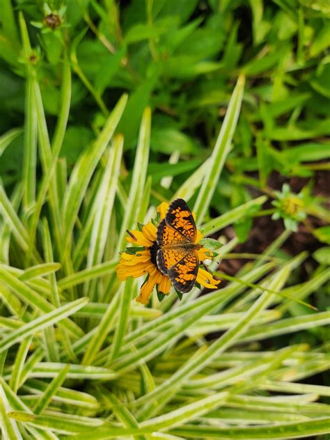 Small orange and black butterfly (Virginia) : r/whatsthisbug
