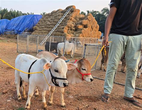 "Discover rare miniature cattle breeds like Micro Mini Cows, Punganur ...