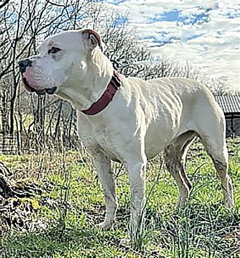 Can't find your perfect pet? Critter Cavalry Rescue can help - Out In ...