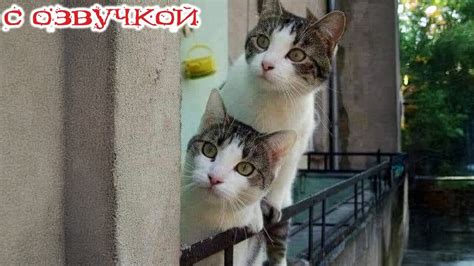 Приколы с котами! С ОЗВУЧКОЙ! Смешные видео с котами и кошками! Самые ...