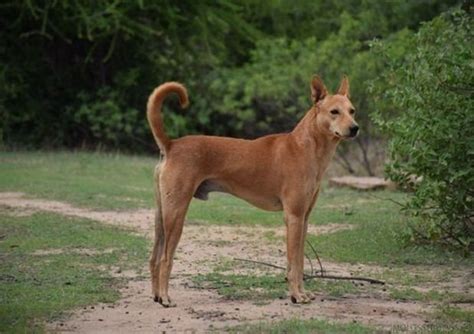 Dog Breed: Pandikona – Wagr Petcare
