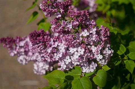 Type Of Lilacs at Francis Needham blog