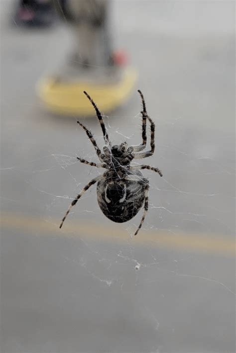 Waiting to board a plane from the MSP airport : r/spiders